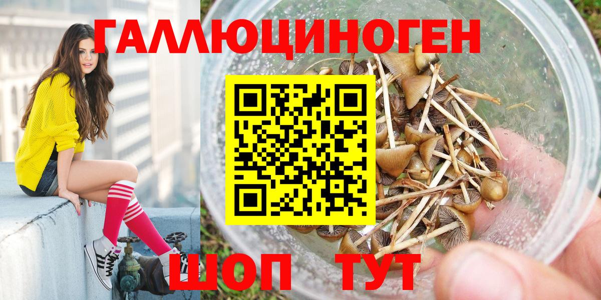Псилоцибиновые грибы Psilocybe Майкоп